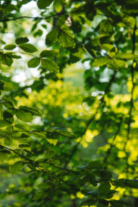 Deciduous tree, detail, leaves Deciduous tree, detail, leaves